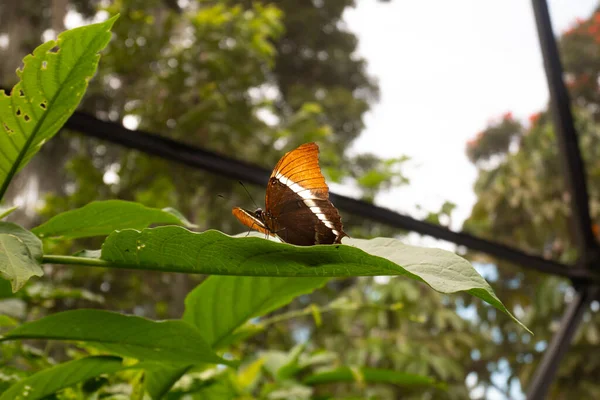 Mariposa Naranja Negra Siproeta Epaphus Pie Sobre Una Hoja Una — Foto de Stock