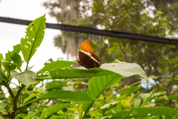 Borboleta Laranja Preta Siproeta Epaphus Uma Folha Uma Fazenda Borboletas — Fotografia de Stock