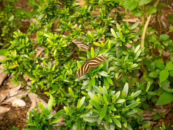 Zebra Longwing Zebra Heliconian Heliconius Charithonia Butterfly Perched Leaves — Stock Photo, Image