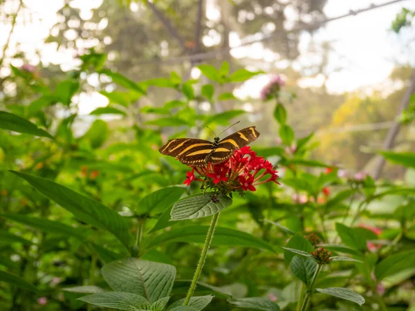 Zebra Longwing Zebra Heliconian Heliconius Charithonia Uma Borboleta Empoleirada Uma — Fotografia de Stock