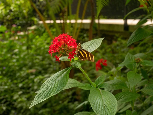 Zebra Longwing Zebra Heliconian Heliconius Charithonia Είναι Πεταλούδα Σκαρφαλωμένη Κόκκινο — Φωτογραφία Αρχείου