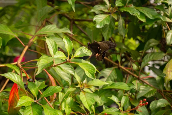 Ласточка Рубинами Краснохвостая Papilio Anchisiades Черная Муха Розовыми Косточками Медельине — стоковое фото