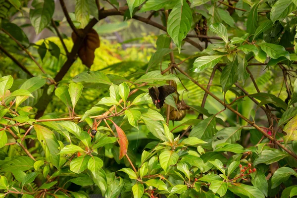 Ruby Spotted Swallowtail Red Spotted Swallowtail Papilio Anchisiades Farfalla Nera — Foto Stock