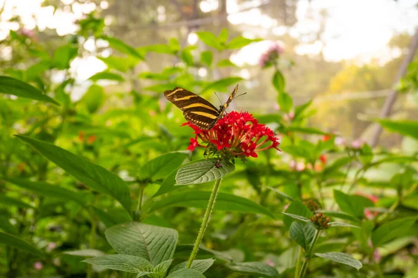 Cebra Longwing Helicónica Cebra Heliconius Charithonia Una Mariposa Encaramada Una — Foto de Stock