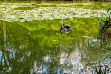 Kaplumbağalar sessiz bir gölün ortasındaki bir kayaya poz verir.