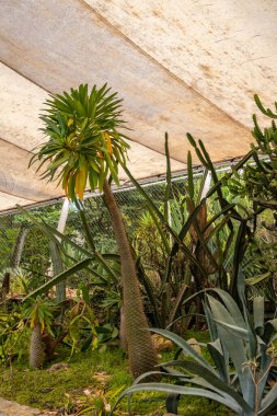 Sunroof 'u olan küçük bir bahçede birkaç kaktüs.