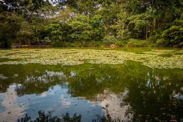 Lac Calme Avec Nombreux Nénuphars Eau Jardin Milieu Entouré Nombreux — Photo