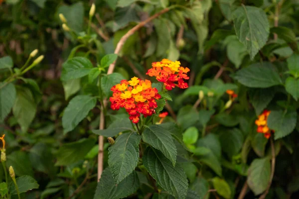 Pentas Lanceolata Communément Appelé Starcluster Égyptien Bouquet Petites Fleurs Rouges — Photo