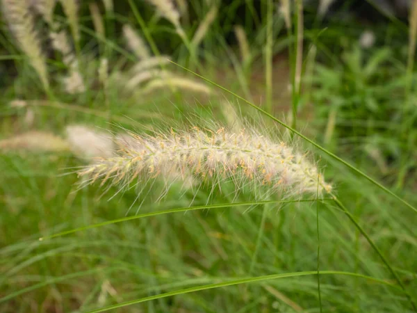 Cenchrus Setaceus 是哥伦比亚麦德林的一种类似小麦的花 — 图库照片