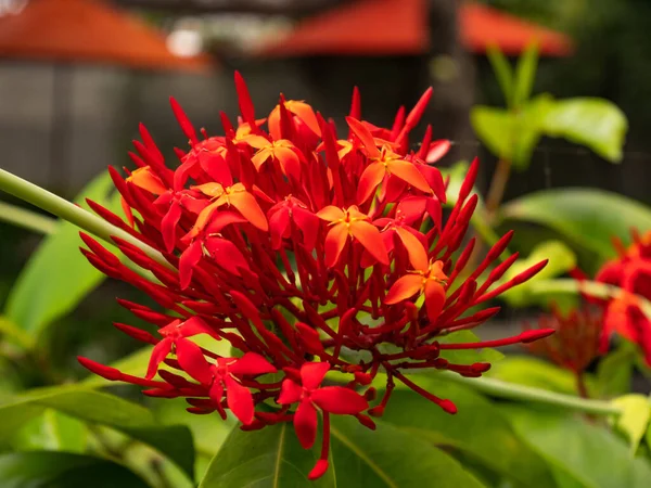 Jungle Geranium Plamen Lesa Nebo Džungle Plamen Nebo Pendkuli Ixora — Stock fotografie