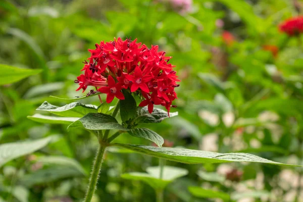 Pentas Lanceolata Commonly Known Egyptian Starcluster Bunch Small Red Flowers — Stock Photo, Image