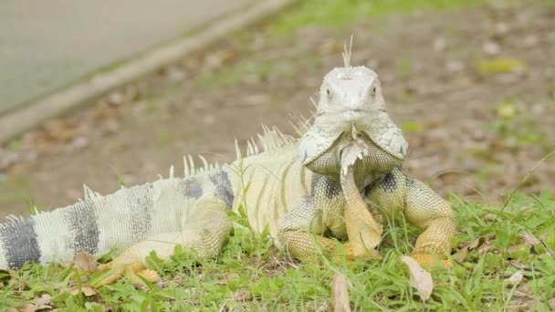 Grön Iguana Med Gula Tassar Trädgård Tittar Kameran Medellin Colombia — Stockvideo