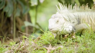 Sarı Pençeli Yeşil İguana Medellin, Kolombiya 'da Bir Bahçede Çim Yiyor