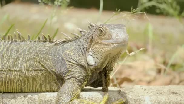 Grön Iguana Med Gula Tassar Sticker Sin Tunga Och Slickar — Stockvideo