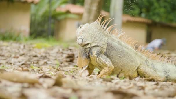 Grön Iguana Med Gula Tassar Öppna Munnen Brun Trädgård Medellin — Stockvideo