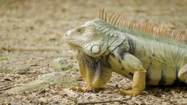 Grön Iguana Med Gula Tassar Går Trädgård Medellin Colombia — Stockvideo