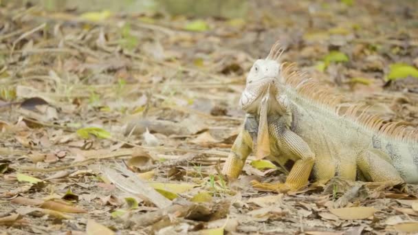Iguana Verde Com Patas Amarelas Abra Sua Boca Jardim Marrom — Vídeo de Stock