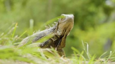 Sarı Pençeli Yeşil İguana Medellin, Kolombiya 'da bir bahçede.