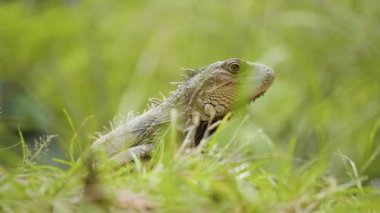 Sarı Pençeli Yeşil İguana Medellin, Kolombiya 'da bir bahçede.