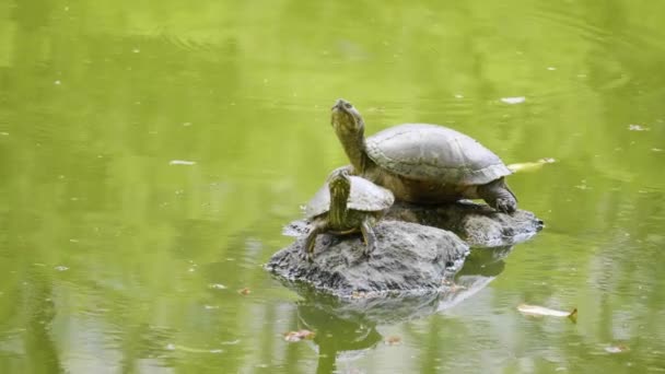 Schildkröten Posieren Auf Einem Felsen Inmitten Eines Ruhigen Sees Mit — Stockvideo
