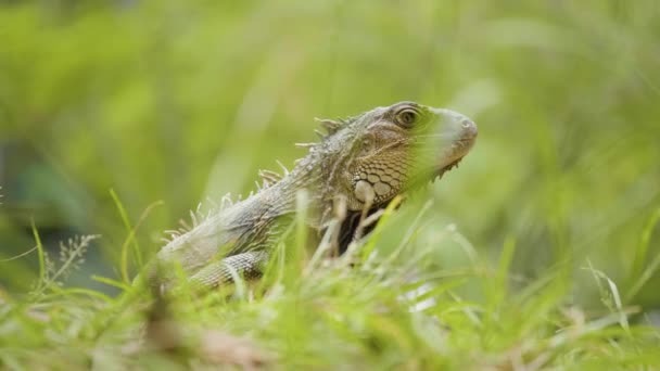 Gröna Iguana Med Gula Tassar Trädgård Medellin Colombia — Stockvideo