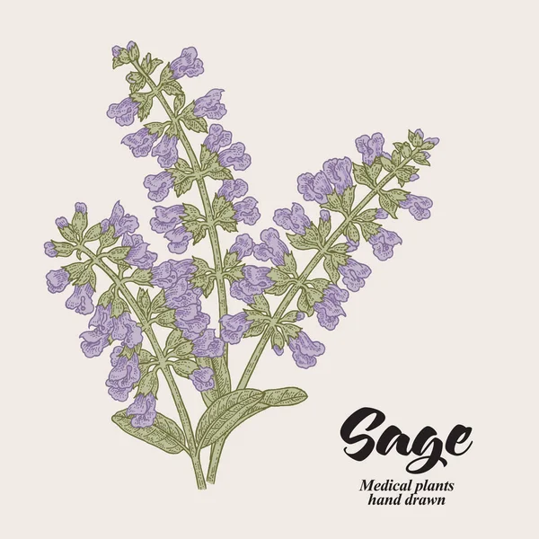 Salvia Officinalis Kwiatów Liści Również Nazwie Sage Ogród Ręcznie Rysowane — Wektor stockowy