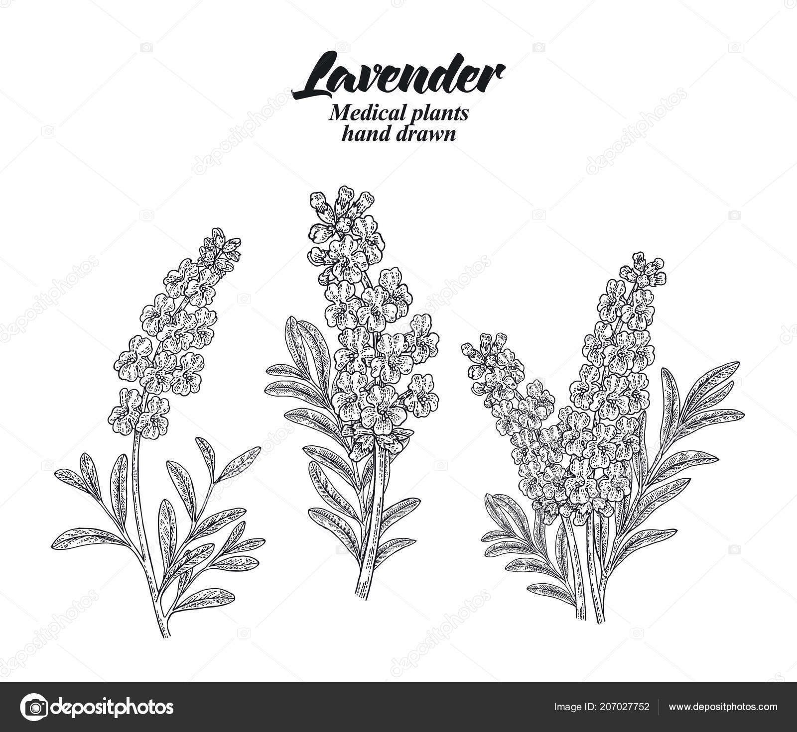 Ink Lavender Herbal Illustration Hand Drawn Botanical Sketch Style  Absolutely Vector Good For Using In Packaging  Tea Condinent Oil Etc   And Other Applications Royalty Free SVG Cliparts Vectors And Stock