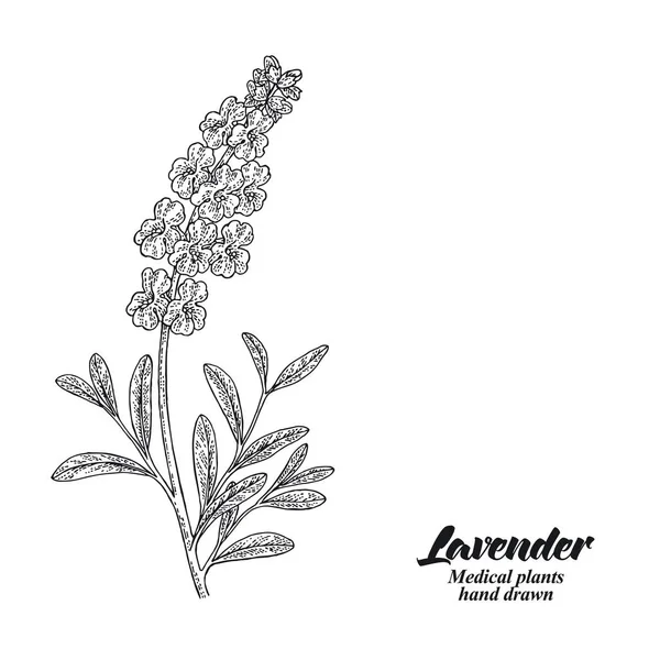 Lavendel Tak Met Bladeren Bloemen Geïsoleerd Een Witte Achtergrond Hand — Stockvector