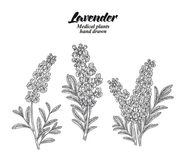 Set Lavender Branches Leaves Flowers Isolated White Background Hand Drawn — Stock Vector