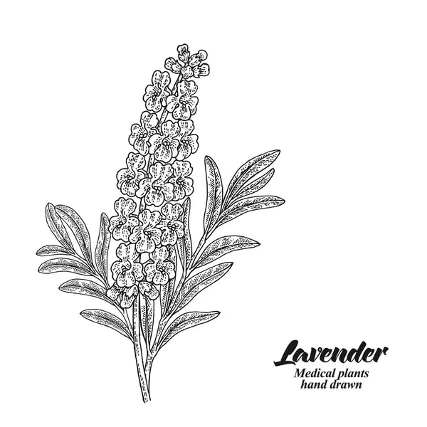 Ramo Lavanda Com Folhas Flores Isoladas Fundo Branco Desenho Mão — Vetor de Stock