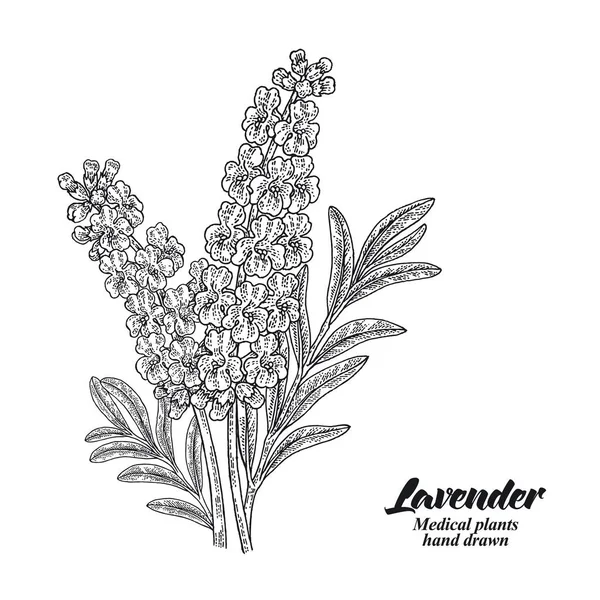 Lavendelzweig Mit Blättern Und Blüten Auf Weißem Hintergrund Handgezeichnete Vektor — Stockvektor