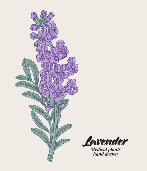 Ramo Lavanda Disegnato Mano Con Foglie Fiori Annata Illustrazione Vettoriale — Vettoriale Stock