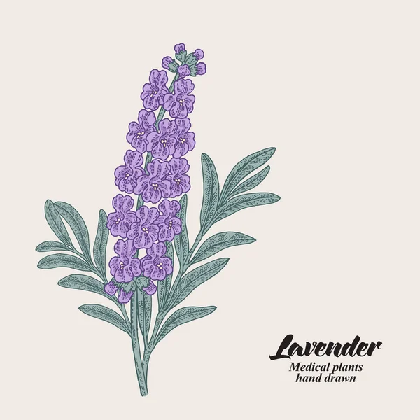 Hand Drawn Lavender Branch Leaves Flowers Vector Illustration Vintage — Stock Vector
