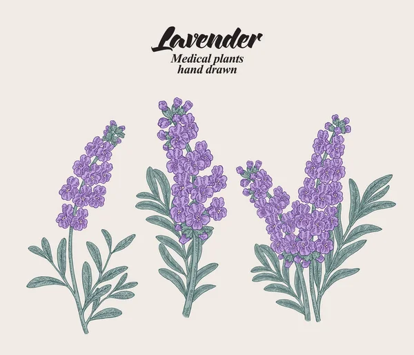 Hand Drawn Lavender Branches Leaves Flowers Vector Illustration Vintage — Stock Vector