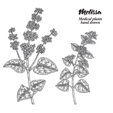 Melissa Officinalis şubesi. Beyaz arka planda yaprakları ve çiçekleri var. Tıbbi bitkiler koleksiyonu. El çizimi vektör çizimi.
