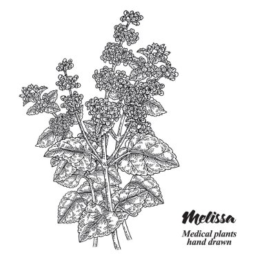 Melissa Officinalis şubesi. Beyaz arka planda yaprakları ve çiçekleri var. Tıbbi bitkiler koleksiyonu. El çizimi vektör çizimi.
