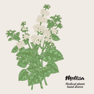 Melissa Officinalis dal yaprak ve çiçek ile. Tıbbi otlar koleksiyonu. Çizilmiş vektör çizim el.