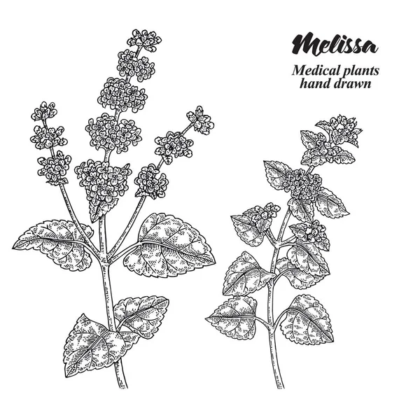 白い背景に葉や花を孤立させたメリッサ オフィナリスの枝 薬草収集 手描きベクトルイラスト彫刻 — ストックベクタ