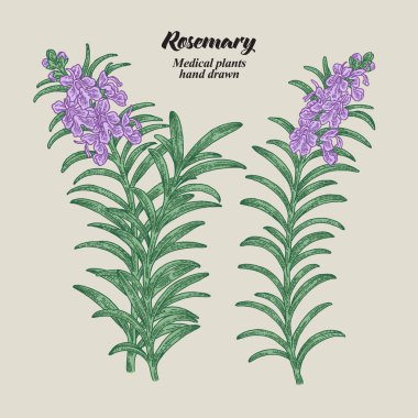 Biberiye dalı yaprak ve çiçek ile. Tıbbi otlar koleksiyonu. Çizilmiş vektör çizim el.