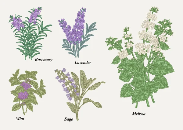 Hand Drawn Rosemary Pepper Mint Melissa Sage Lavender Sage Garden — Stock Vector