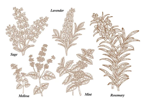 Romero Dibujado Mano Menta Melisa Salvia Lavanda Hierbas Jardín Salvia — Vector de stock