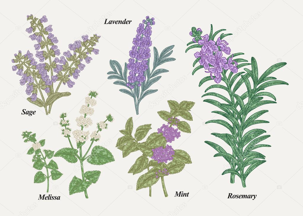 Hand drawn rosemary, pepper mint, melissa, sage, lavender and sage garden herbs with leaves and flowers. Medical plants collection. Hand drawn colored sketches. Vector illustration.