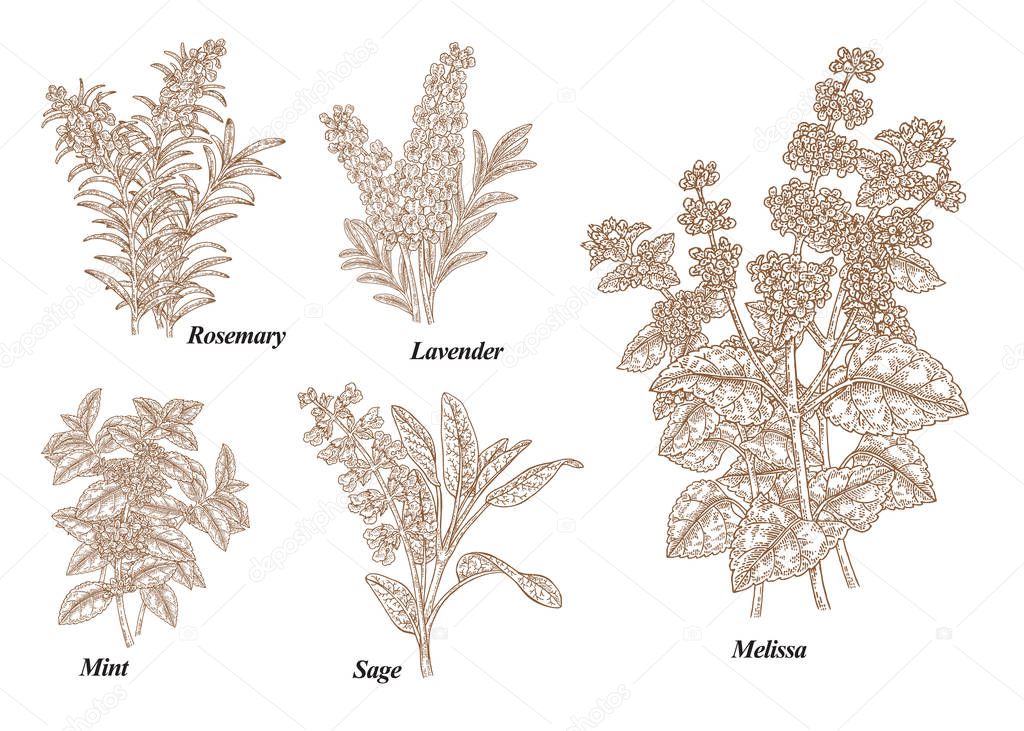 Hand drawn rosemary, pepper mint, melissa, sage, lavender and sage garden herbs with leaves and flowers. Medical plants collection. Hand drawn sketches engraved. Vector illustration.