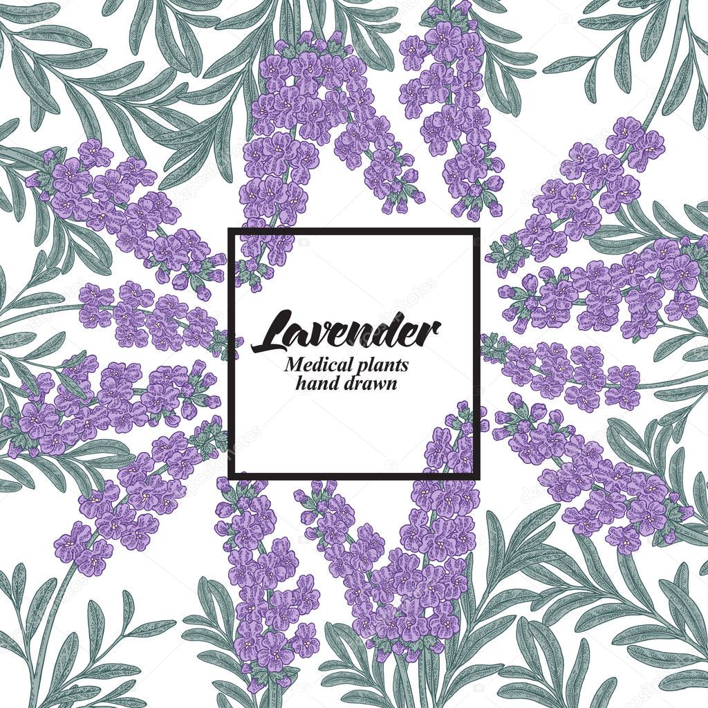 Hand drawn background with lavender flowers. Medical plants. Vector illustration.