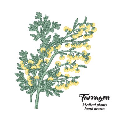 Beyaz arka plan üzerinde izole çizilmiş tarhun veya pelin bitki ver. Tıbbi hebs. Vektör rengi çizim.