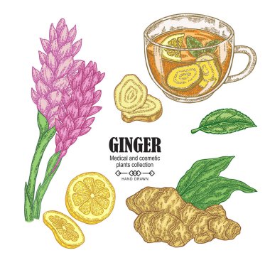 Zencefil bitki küme. Elle çizilmiş zencefil kökü, çiçek ve bitkisel çay beyaz arka plan üzerinde izole. Vektör çizim. Kozmetik ve tıbbi bitki.