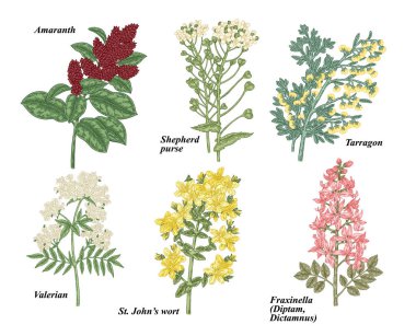 Tıbbi otlar kümesi. Amaranth, Shepherd's çanta, tarhun, Kediotu, St John's wort ve üzerinde beyaz izole Dictamnus bitki. Çizilmiş vektör çizim el.