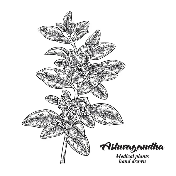 Hand Getekend Ashwagandha Medische Plant Geïsoleerd Een Witte Achtergrond Vectorillustratie — Stockvector