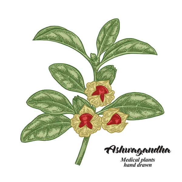 Ashwagandha Dessiné Main Isolé Sur Fond Blanc Plante Médicinale Illustration — Image vectorielle