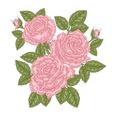 Pembe gül buketi. Çiçek kompozisyon. Bahar çiçekleri beyaz izole. Vintage vektör çizim.
